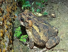 Incilius porteri