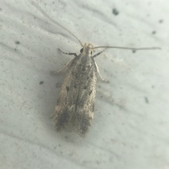 Neodactylota liguritrix