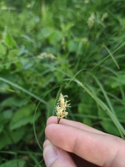 Carex brizoides