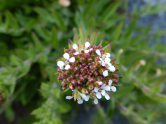 Lepidium heterophyllum
