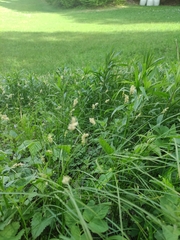 Carex brizoides