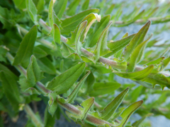 Lepidium heterophyllum
