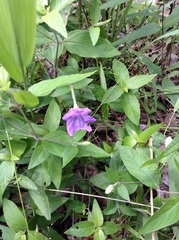 Ruellia pedunculata
