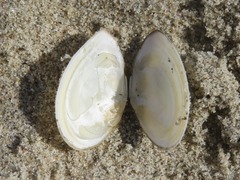 Abra alba