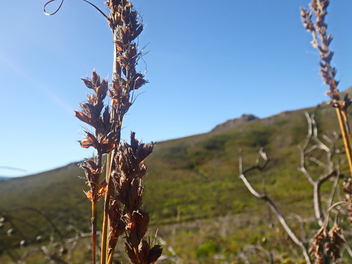 Image of Tetraria involucrata by no rights reserved