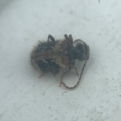 Ptinus texanus
