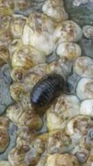 Gnorimosphaeroma oregonense