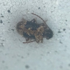 Ptinus texanus