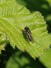 Cheilosia pagana