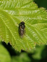 Cheilosia pagana