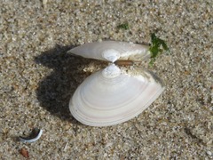 Abra alba