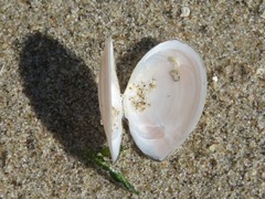 Abra alba