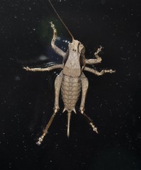 Atlanticus testaceus