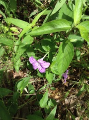 Ruellia pedunculata
