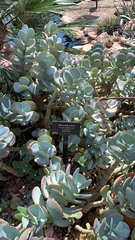 Crassula arborescens arborescens