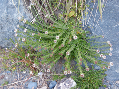 Lepidium heterophyllum