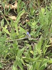 Plebejus samuelis