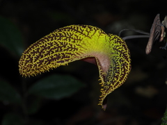 Aristolochia wankeana