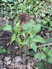 Arum maculatum