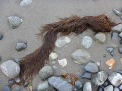 Desmarestia aculeata