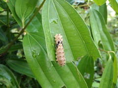 Pompelon marginata