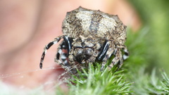 Caerostris corticosa