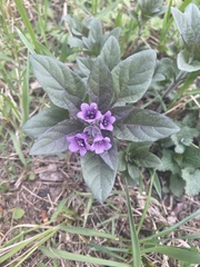 Physochlaina physaloides