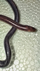 Gymnophiona