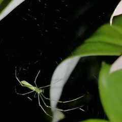 Tetragnatha hasselti