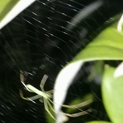 Tetragnatha hasselti