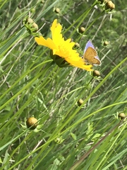 Plebejus samuelis