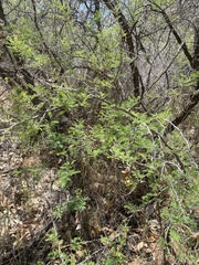 Mimosa aculeaticarpa biuncifera