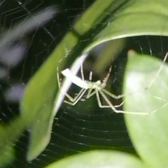 Tetragnatha hasselti