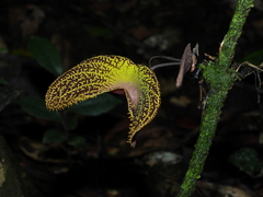 Aristolochia wankeana