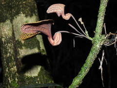 Aristolochia wankeana
