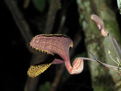 Aristolochia wankeana