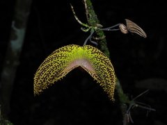 Aristolochia wankeana