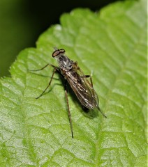 Stenosathe brachycera