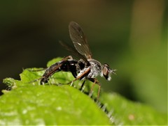 Stenosathe brachycera