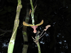 Aristolochia wankeana