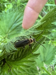 Atalantycha dentigera