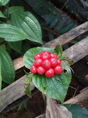 Tacca palmata