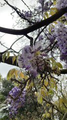 Wisteria sinensis