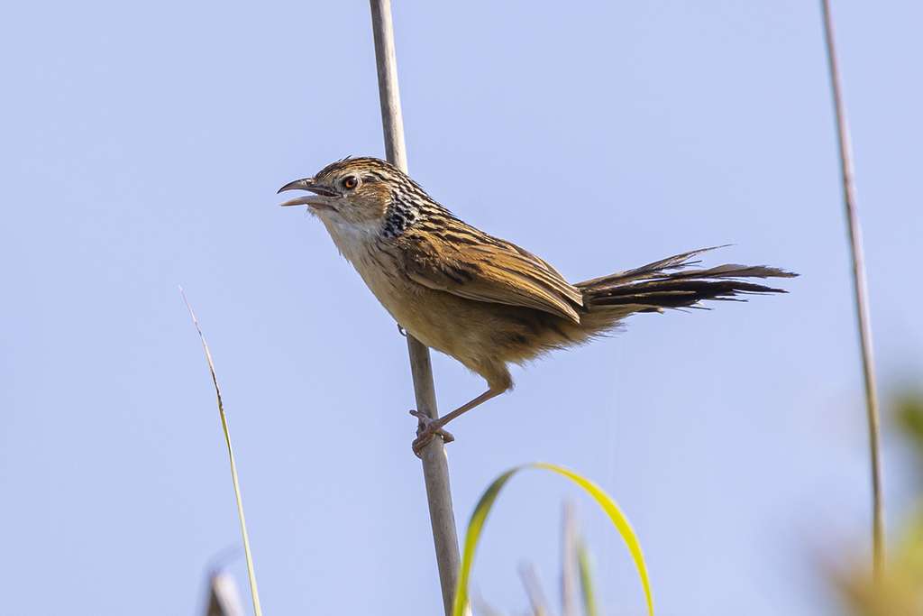 Chinese Grassbird