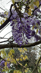 Wisteria sinensis