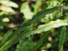 Ceriagrion fallax