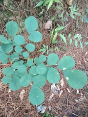 Dalbergia latifolia