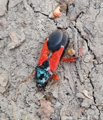 Prostemma aeneicolle