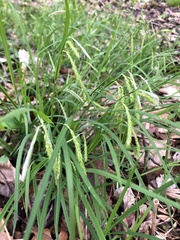 Carex prasina