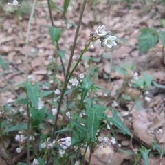 Jarilla heterophylla